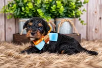 Oakley, a male Bernedoodle and Miniature Bernedoodle for sale in Tooele, UT – 2 of 7