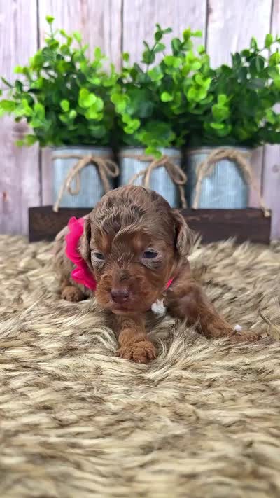 Willow, a female Bernedoodle and Miniature Bernedoodle for sale in Tooele, UT – 4 of 8