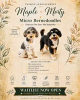 Upcoming litter , a  Bernedoodle for sale in Tooele, UT – 1 of 1