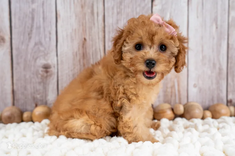 Millie – Cavapoo puppy for sale in Tooele, UT