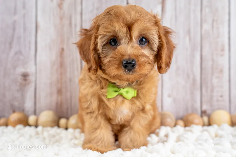Boone – Cavapoo puppy for sale in Tooele, UT
