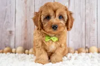 Boone, a male Cavapoo for sale in Tooele, UT – 1 of 5