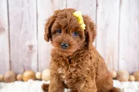 Georgia, a female Cavapoo for sale in Tooele, UT – 4 of 7