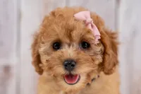 Millie, a female Cavapoo for sale in Tooele, UT – 4 of 6