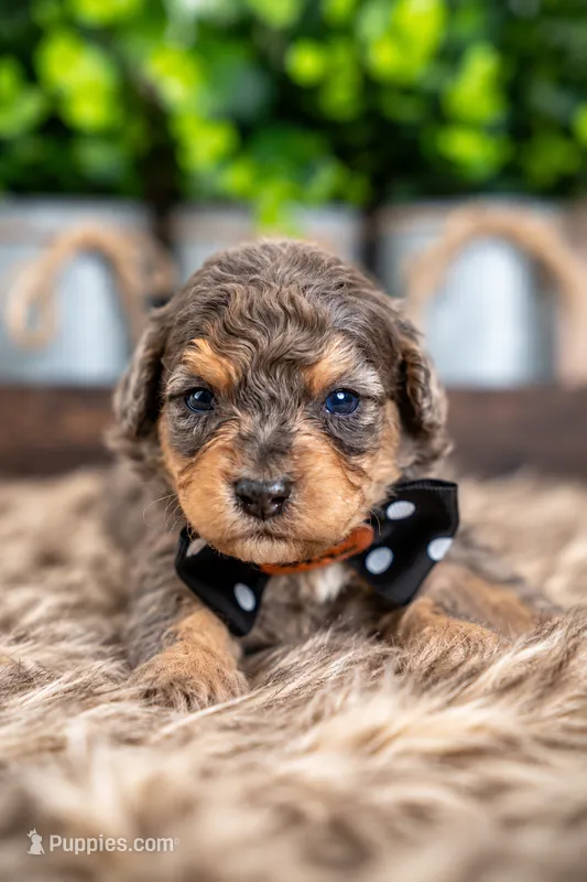 Rowan – Bernedoodle, Miniature Bernedoodle puppy for sale in Tooele, UT