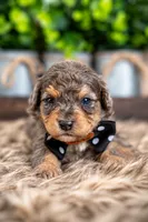 Rowan, a male Bernedoodle and Miniature Bernedoodle for sale in Tooele, UT – 1 of 9