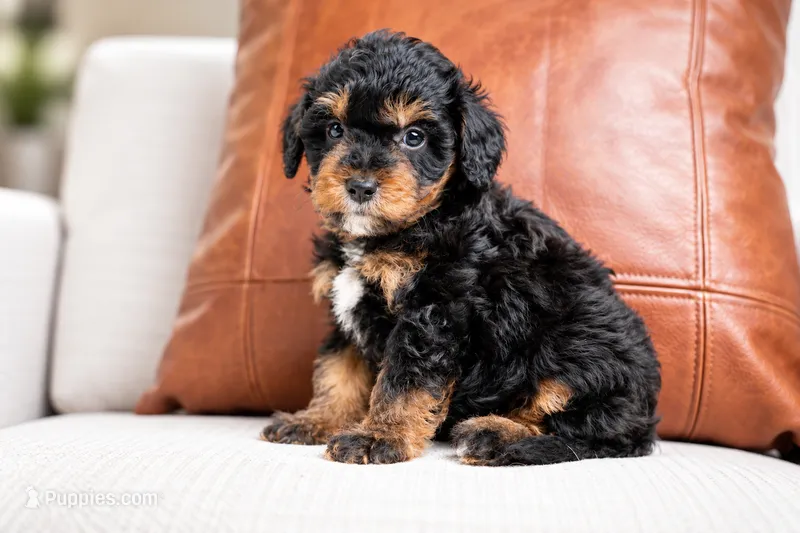 Oakley – Bernedoodle, Miniature Bernedoodle puppy for sale in Tooele, UT