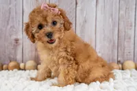 Millie, a female Cavapoo for sale in Tooele, UT – 3 of 6