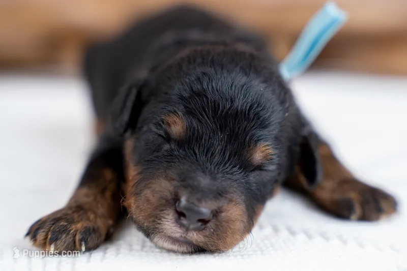 Oakley – Bernedoodle puppy for sale in Tooele, UT