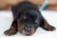 Oakley, a male Bernedoodle for sale in Tooele, UT – 1 of 3