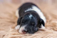 Maple Mae, a female Bernedoodle for sale in Tooele, UT – 2 of 6