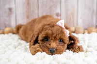Daisey, a female Cavapoo for sale in Tooele, UT – 5 of 7