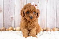 Daisey, a female Cavapoo for sale in Tooele, UT – 3 of 7
