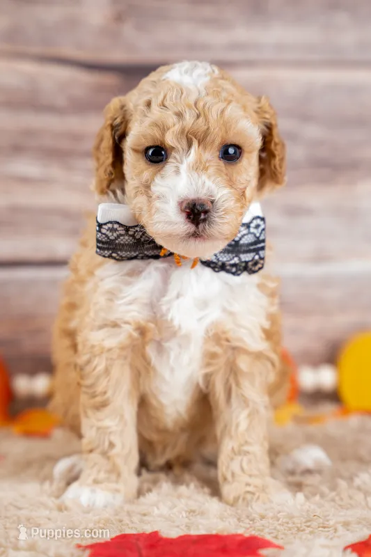 Winston – Poodle - Miniature  puppy for sale in Tooele, UT