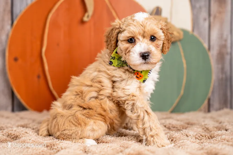 Winston – Poodle - Miniature  puppy for sale in Tooele, UT