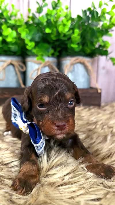 Ash, a male Bernedoodle and Miniature Bernedoodle for sale in Tooele, UT – 4 of 8