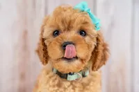 Josie, a female Cavapoo for sale in Tooele, UT – 2 of 7