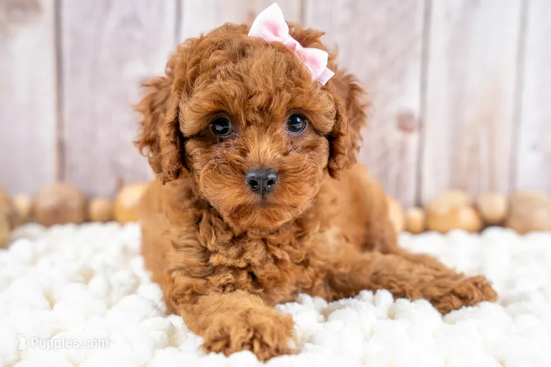 Daisey – Cavapoo puppy for sale in Tooele, UT