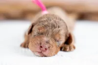 Willow, a female Bernedoodle for sale in Tooele, UT – 2 of 4