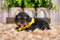 Alder, a male Bernedoodle and Miniature Bernedoodle for sale in Tooele, UT – 2 of 8