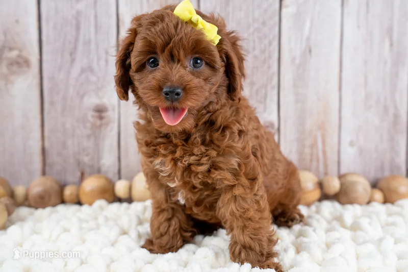 Georgia – Cavapoo puppy for sale in Tooele, UT