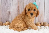 Josie, a female Cavapoo for sale in Tooele, UT – 1 of 7
