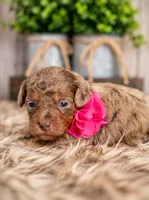 Willow, a female Bernedoodle and Miniature Bernedoodle for sale in Tooele, UT – 3 of 8