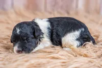 Maple Mae, a female Bernedoodle for sale in Tooele, UT – 5 of 6