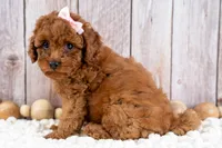Daisey, a female Cavapoo for sale in Tooele, UT – 7 of 7