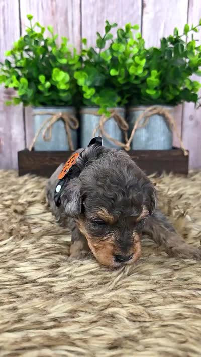 Rowan, a male Bernedoodle and Miniature Bernedoodle for sale in Tooele, UT – 4 of 9