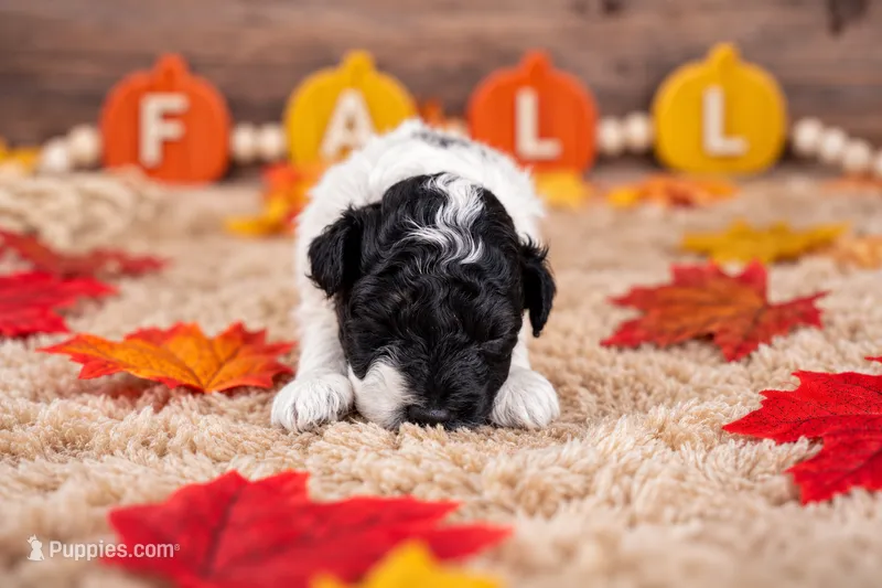 Harvest – Bernedoodle puppy for sale in Tooele, UT