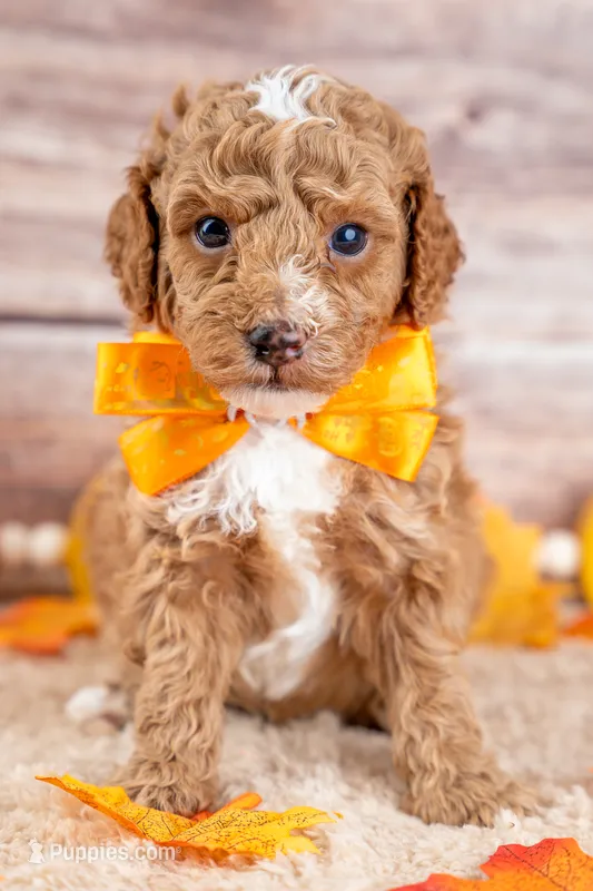 Louis – Poodle - Miniature  puppy for sale in Tooele, UT