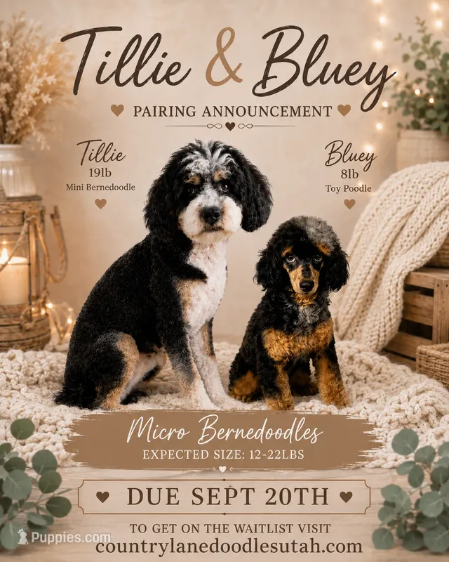 Upcoming litter  – Bernedoodle puppy for sale in Tooele, UT