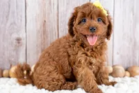 Georgia, a female Cavapoo for sale in Tooele, UT – 6 of 7