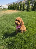 Upcoming litter , a  Poodle - Miniature  for sale in Tooele, UT – 2 of 3