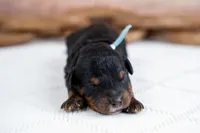Oakley, a male Bernedoodle for sale in Tooele, UT – 2 of 3