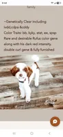 Upcoming litter , a  Poodle - Miniature  for sale in Tooele, UT – 3 of 3