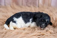 Cider, a male Bernedoodle for sale in Tooele, UT – 4 of 5