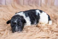 Cider, a male Bernedoodle for sale in Tooele, UT – 3 of 5