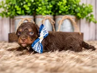 Ash, a male Bernedoodle and Miniature Bernedoodle for sale in Tooele, UT – 3 of 8