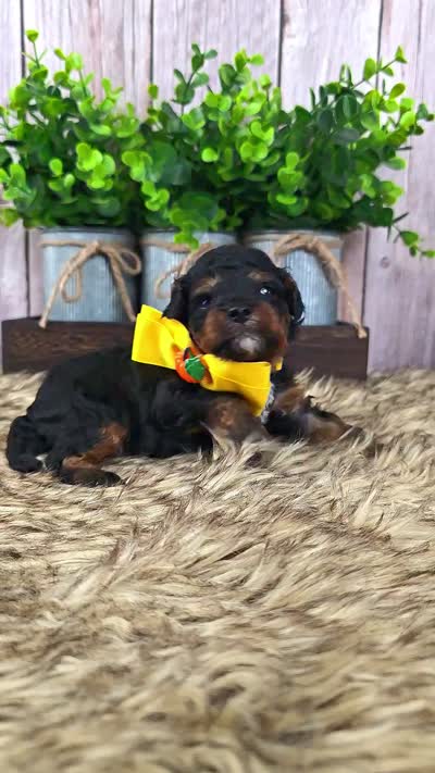 Alder, a male Bernedoodle and Miniature Bernedoodle for sale in Tooele, UT – 4 of 8