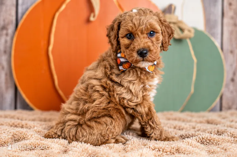 Bentley – Poodle - Miniature  puppy for sale in Tooele, UT
