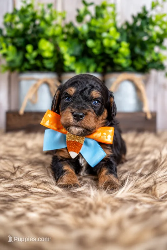 Oakley – Bernedoodle, Miniature Bernedoodle puppy for sale in Tooele, UT