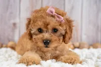 Millie, a female Cavapoo for sale in Tooele, UT – 5 of 6