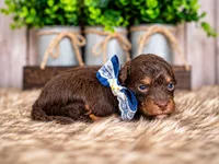 Ash, a male Bernedoodle and Miniature Bernedoodle for sale in Tooele, UT – 2 of 8