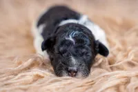 Cider, a male Bernedoodle for sale in Tooele, UT – 2 of 5
