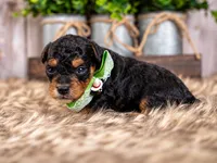 Cedar, a male Bernedoodle and Miniature Bernedoodle for sale in Tooele, UT – 2 of 8