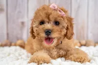 Millie, a female Cavapoo for sale in Tooele, UT – 2 of 6
