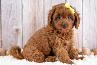 Georgia, a female Cavapoo for sale in Tooele, UT – 2 of 7