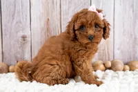 Daisey, a female Cavapoo for sale in Tooele, UT – 6 of 7